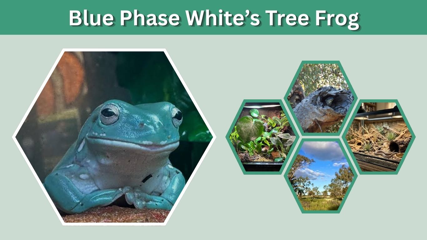 Blue Phase White’s Tree Frog: Colors, Care & Facts