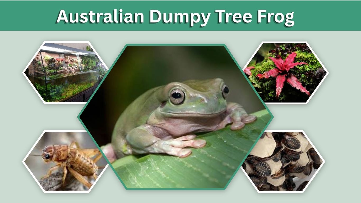 Australian Dumpy Tree Frog: Habitat, Colors, Care & Diet