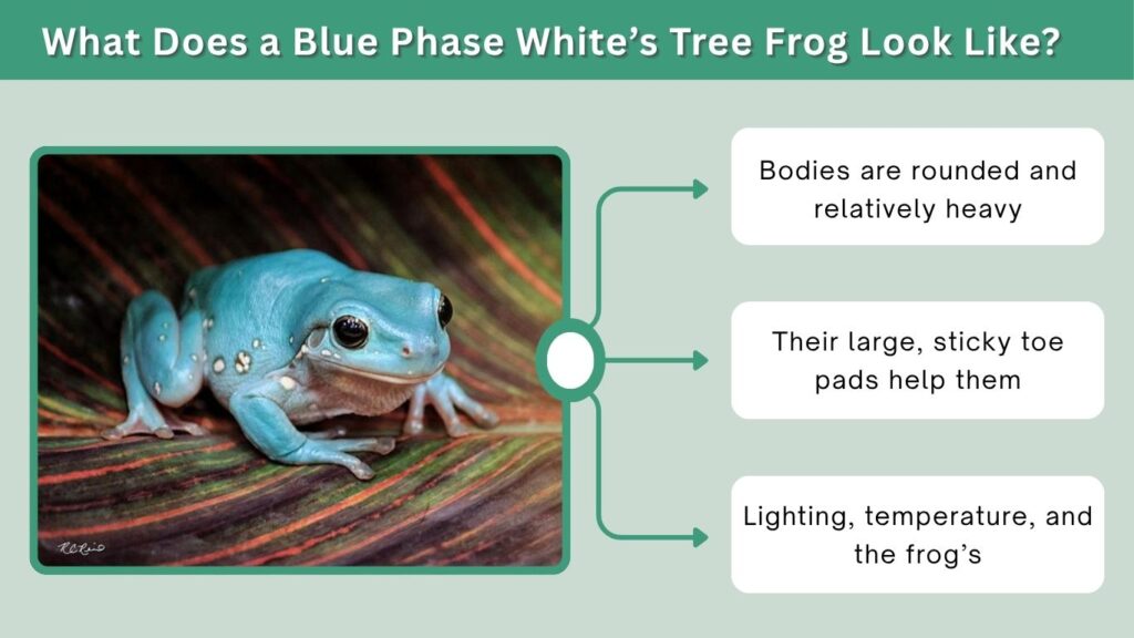 What Does a Blue Phase White’s Tree Frog Look Like?