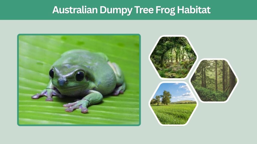 Australian Dumpy Tree Frog Habitat