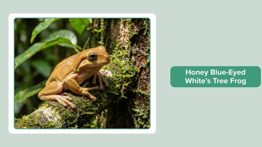 Honey Blue-Eyed White’s Tree Frog