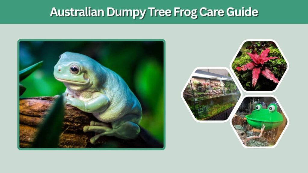 Australian Dumpy Tree Frog Care Guide