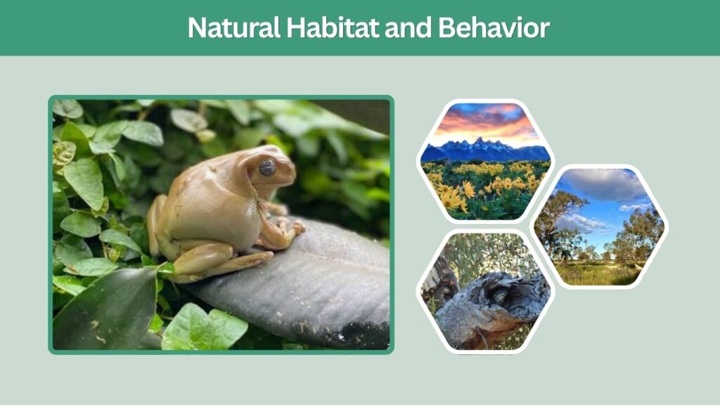 Natural Habitat and Behavior