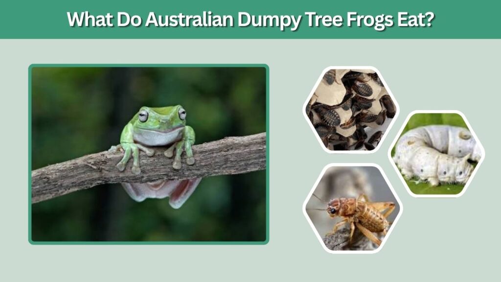 What Do Australian Dumpy Tree Frogs Eat?