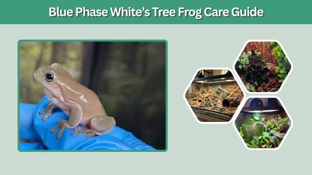 Blue Phase White’s Tree Frog Care Guide