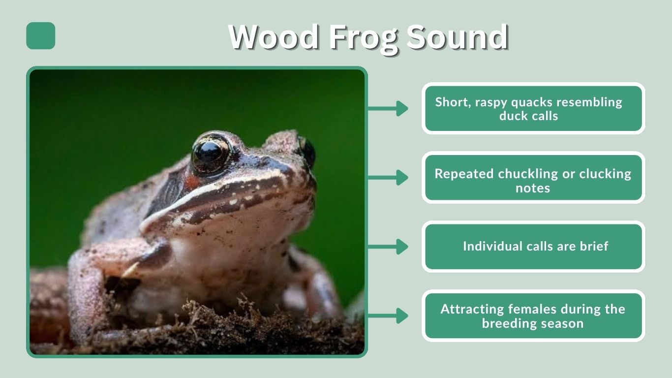 Wood Frog Sound: What Does a Wood Frog Sound Like?