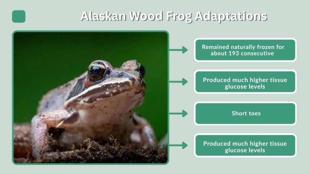 Alaskan Wood Frog Adaptations