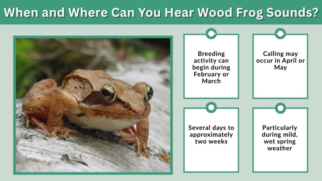 When and Where Can You Hear Wood Frog Sounds?
