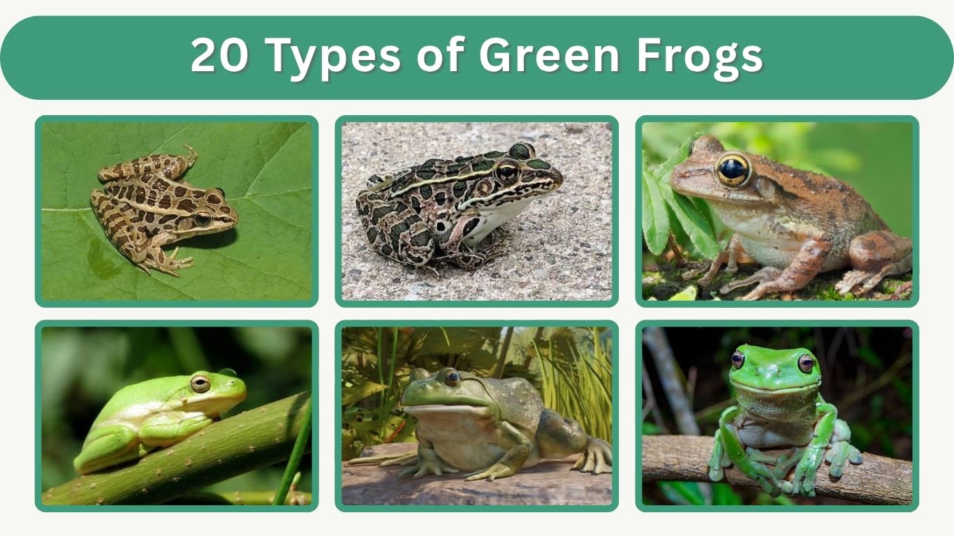 20 Types of Green Frogs: Names, Pictures & Identification