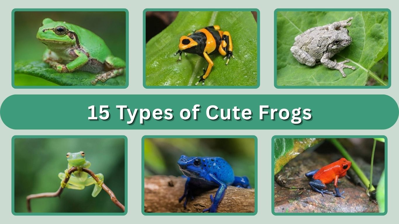 15 Types of Cute Frogs: Identification with Picture