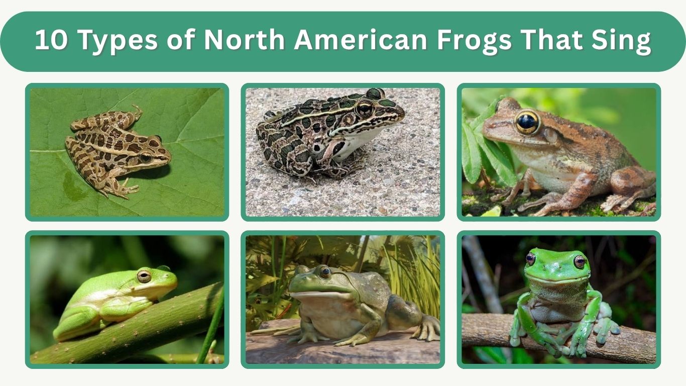 10 Types of North American Frogs That Sing: ID with Pictures