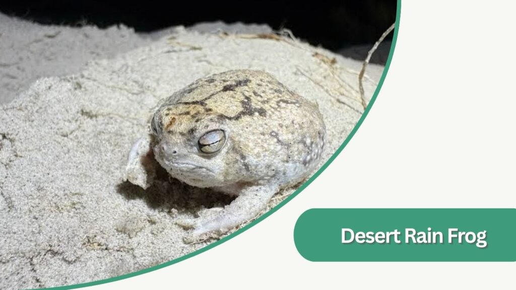 Desert Rain Frog