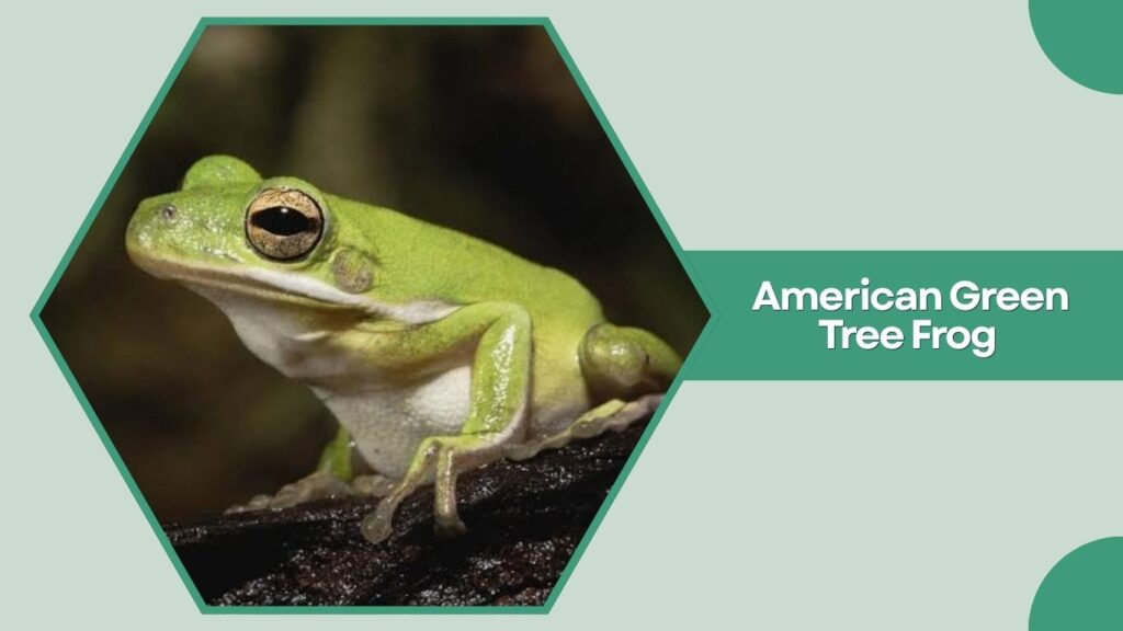American Green Tree Frog