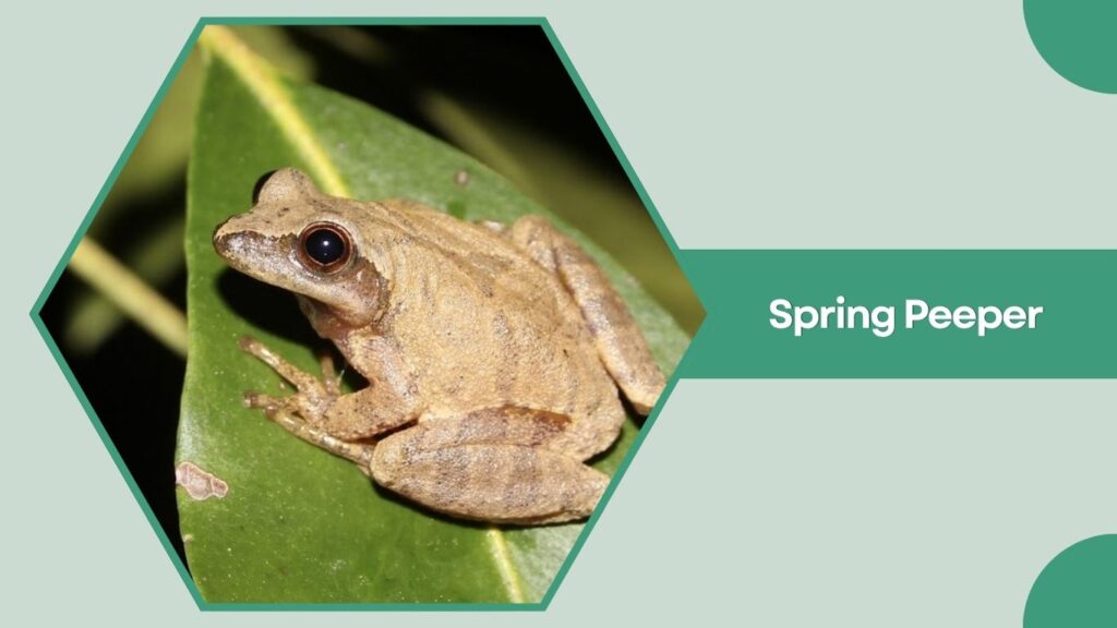 Spring Peeper