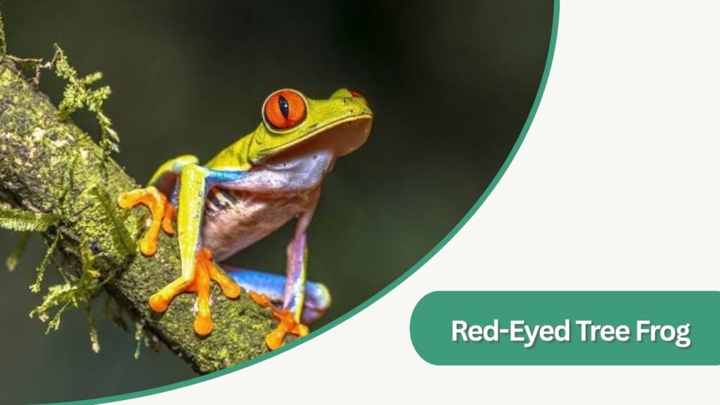 Red-Eyed Tree Frog