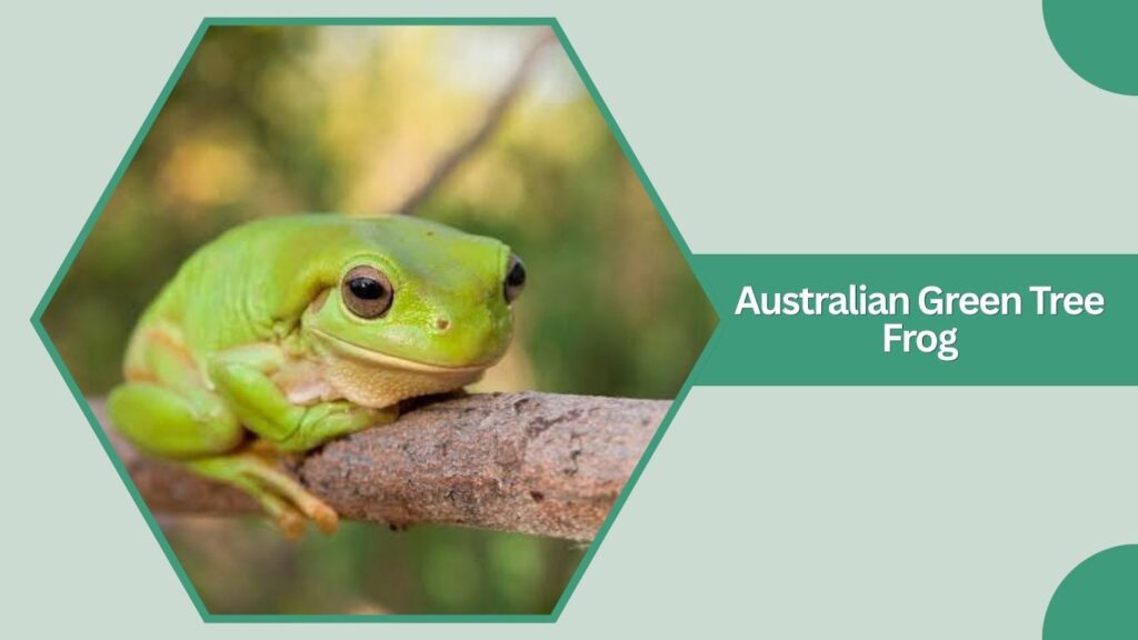 Australian Green Tree Frog