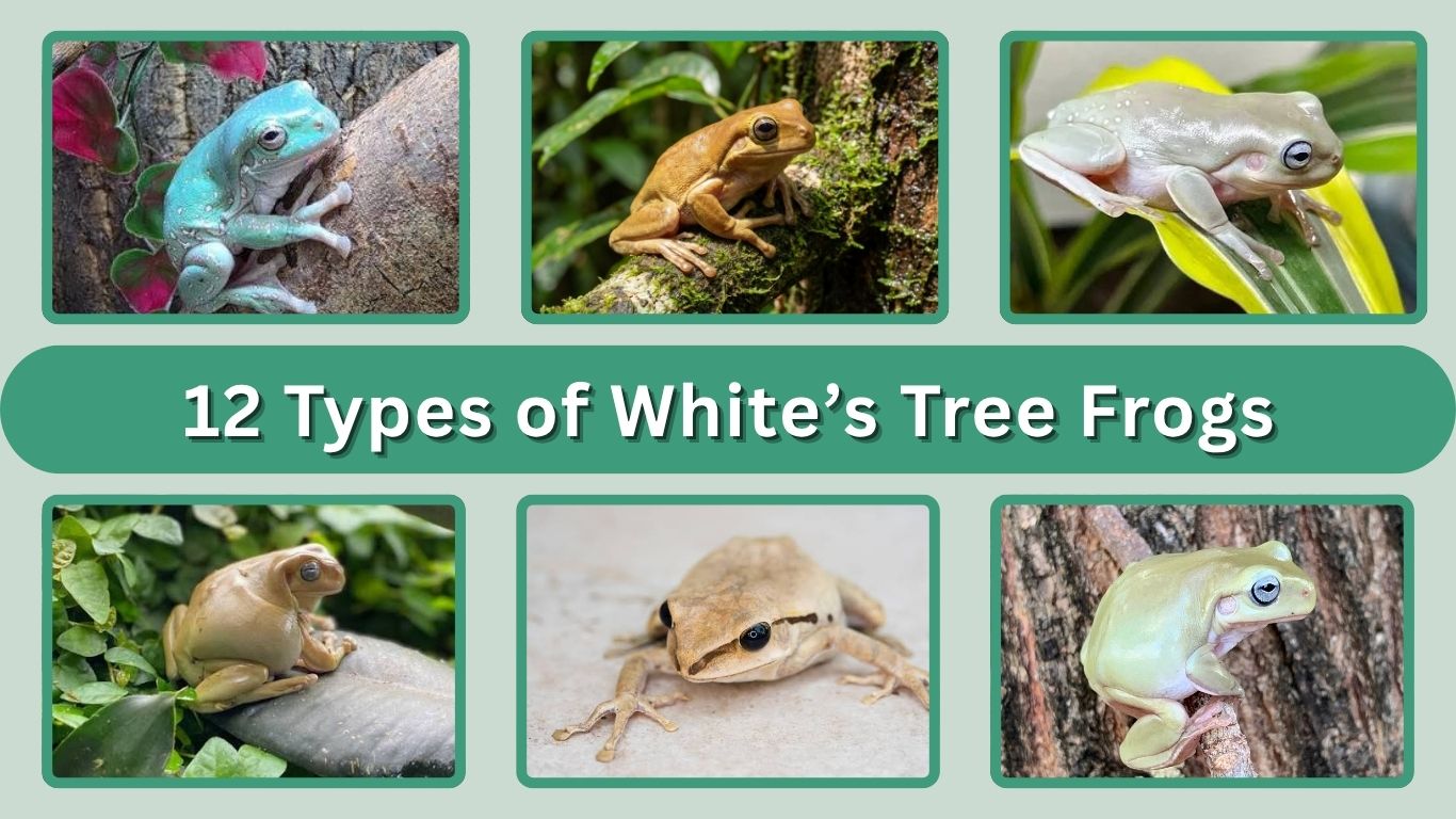 12 Types of White’s Tree Frogs: Colors, Morphs & Pictures