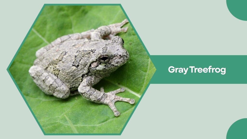Gray Treefrog