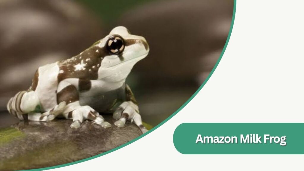 Amazon Milk Frog