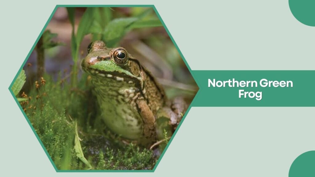 Northern Green Frog