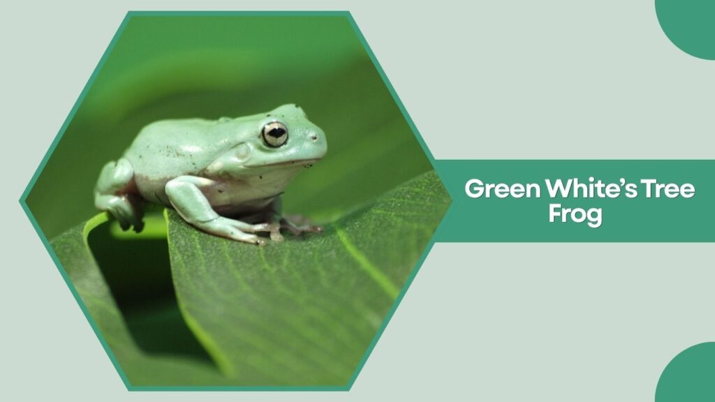 Green White’s Tree Frog (Wild Type)