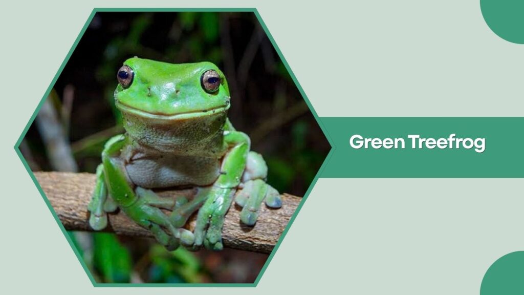 Green Treefrog