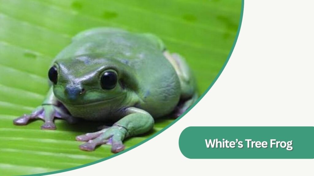  White’s Tree Frog