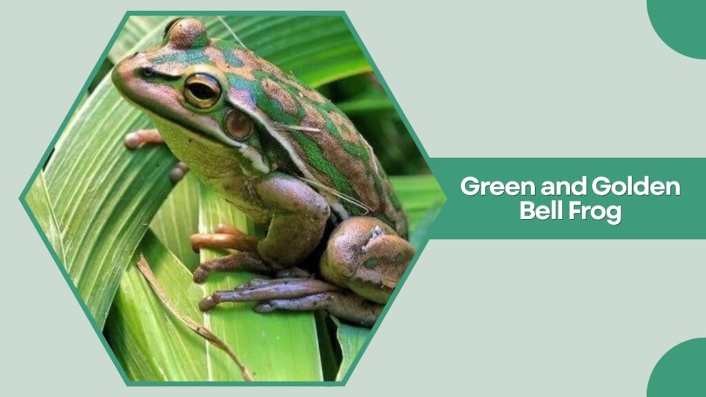 Green and Golden Bell Frog