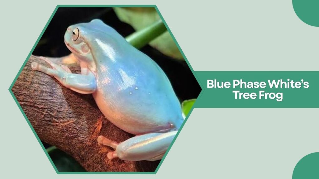 Blue Phase White’s Tree Frog