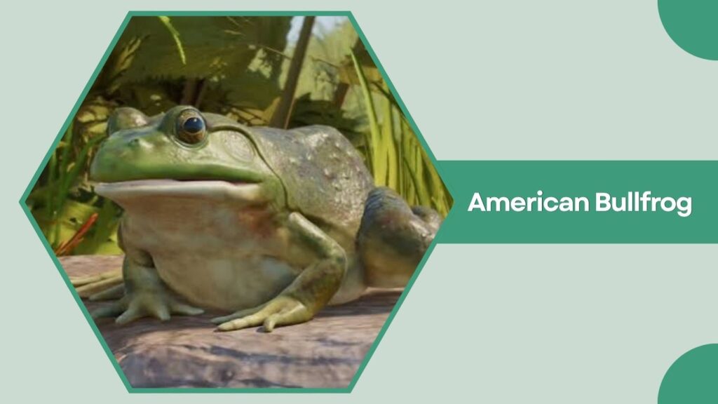 American Bullfrog