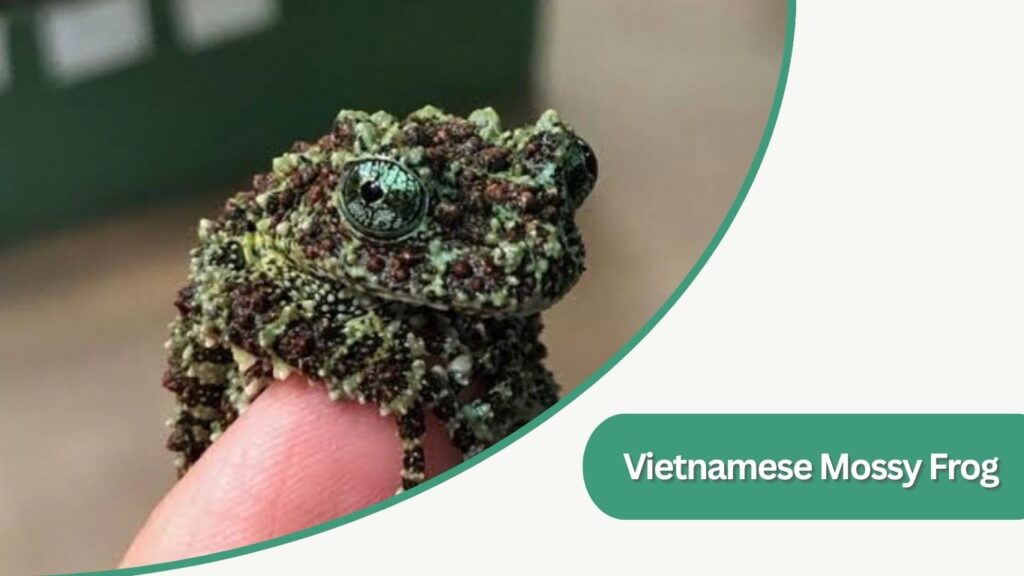 Vietnamese Mossy Frog