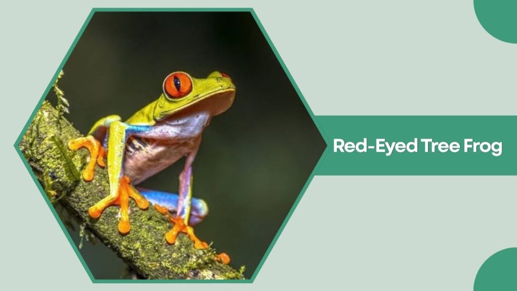 Red-Eyed Tree Frog