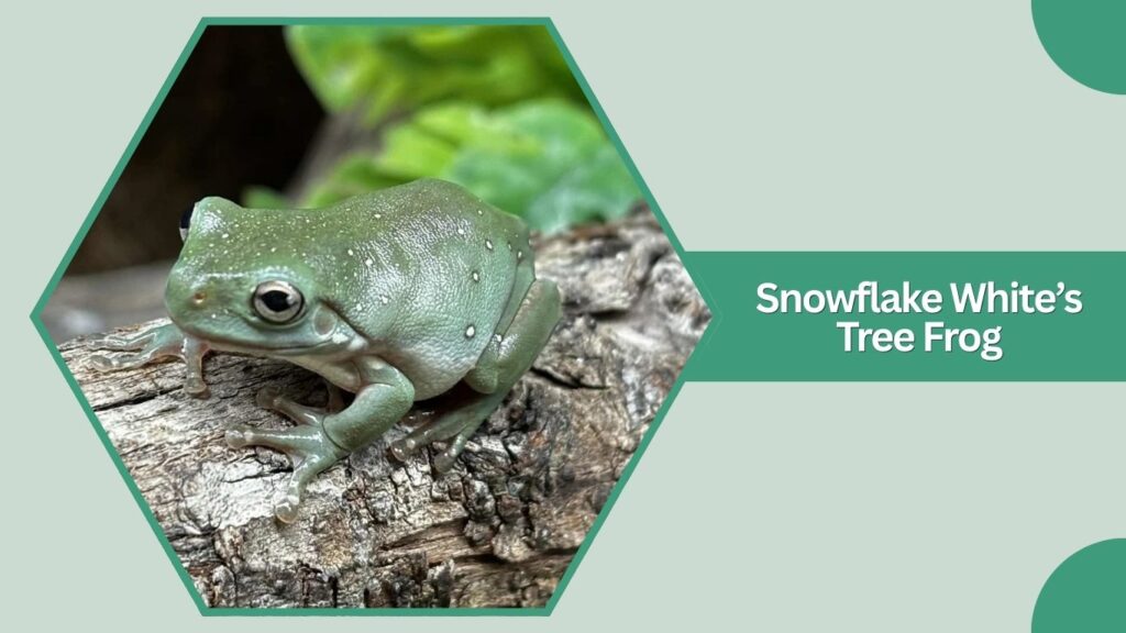 Snowflake White’s Tree Frog
