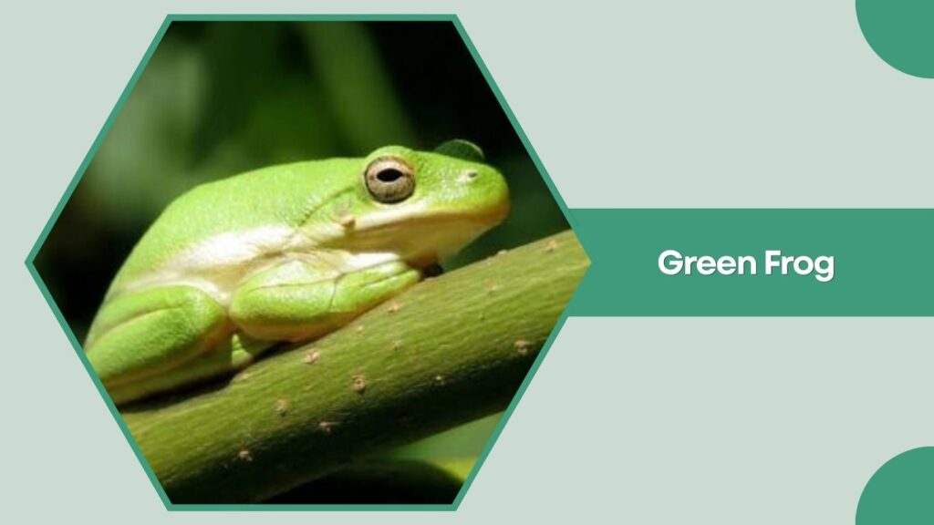 Green Frog