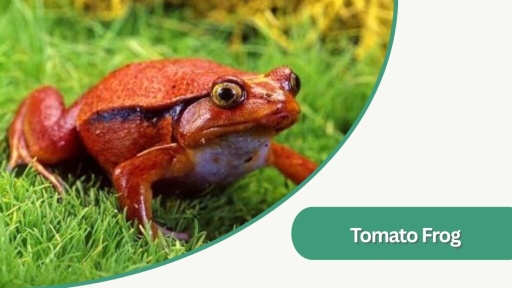 Tomato Frog