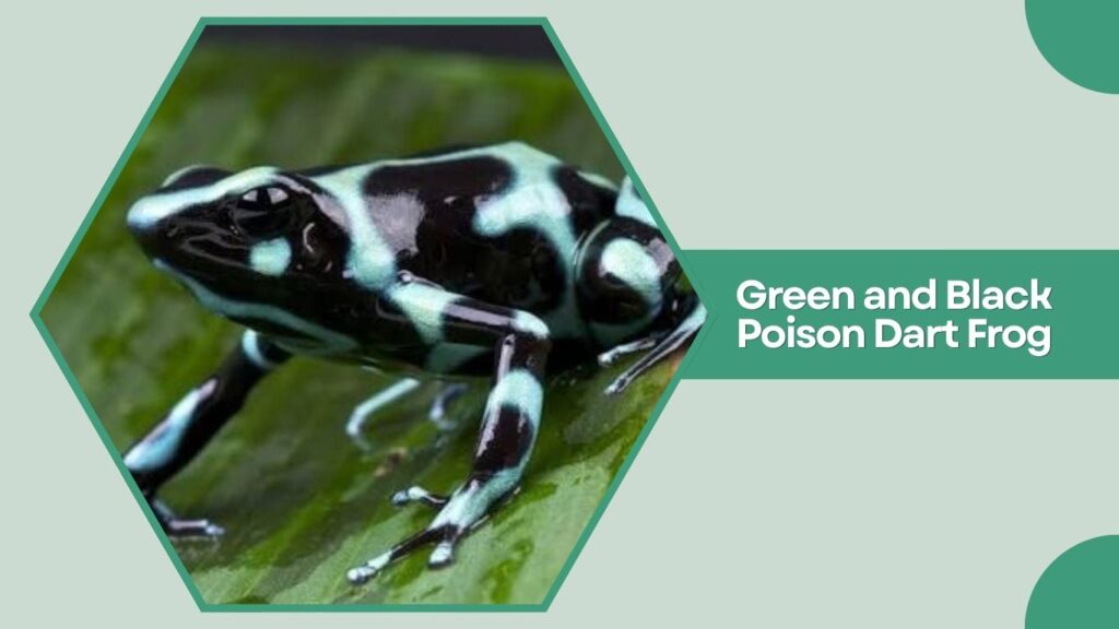 Green and Black Poison Dart Frog