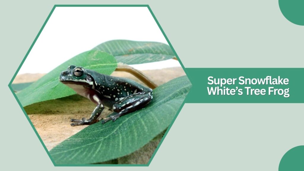Super Snowflake White’s Tree Frog
