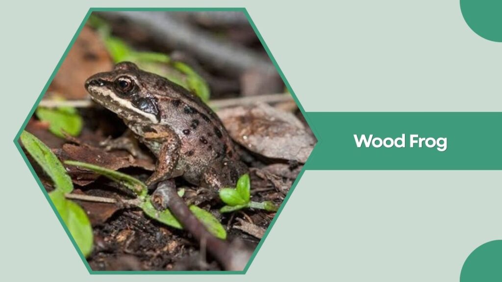 Wood Frog