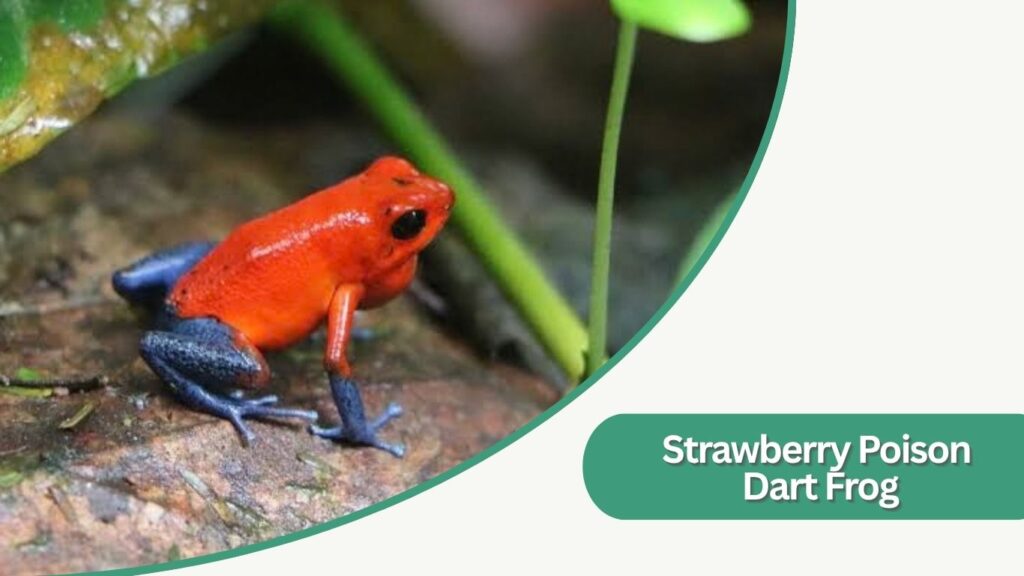 Strawberry Poison Dart Frog