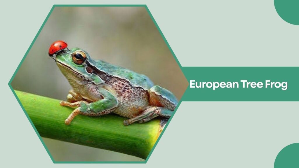 European Tree Frog
