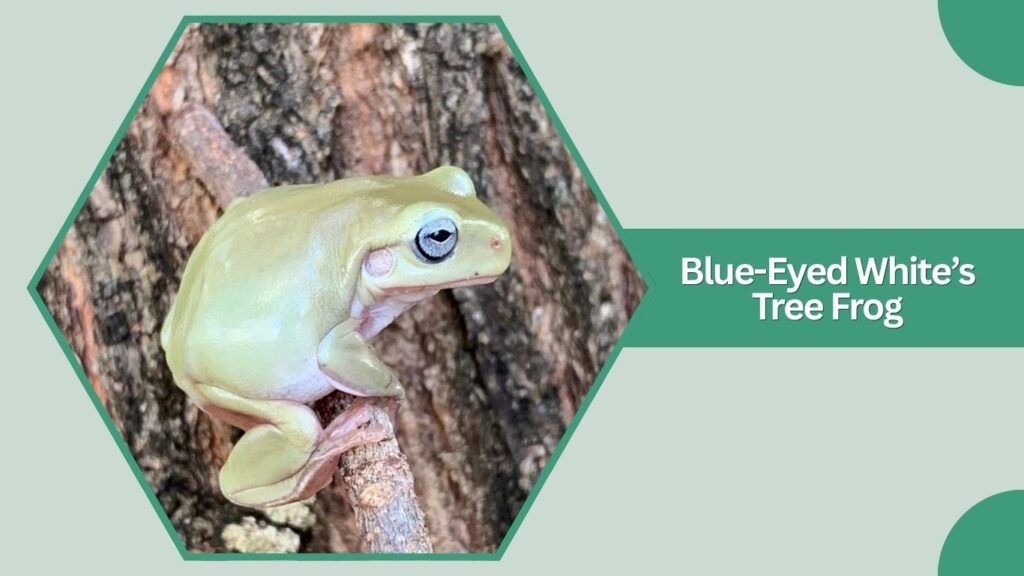 Blue-Eyed White’s Tree Frog