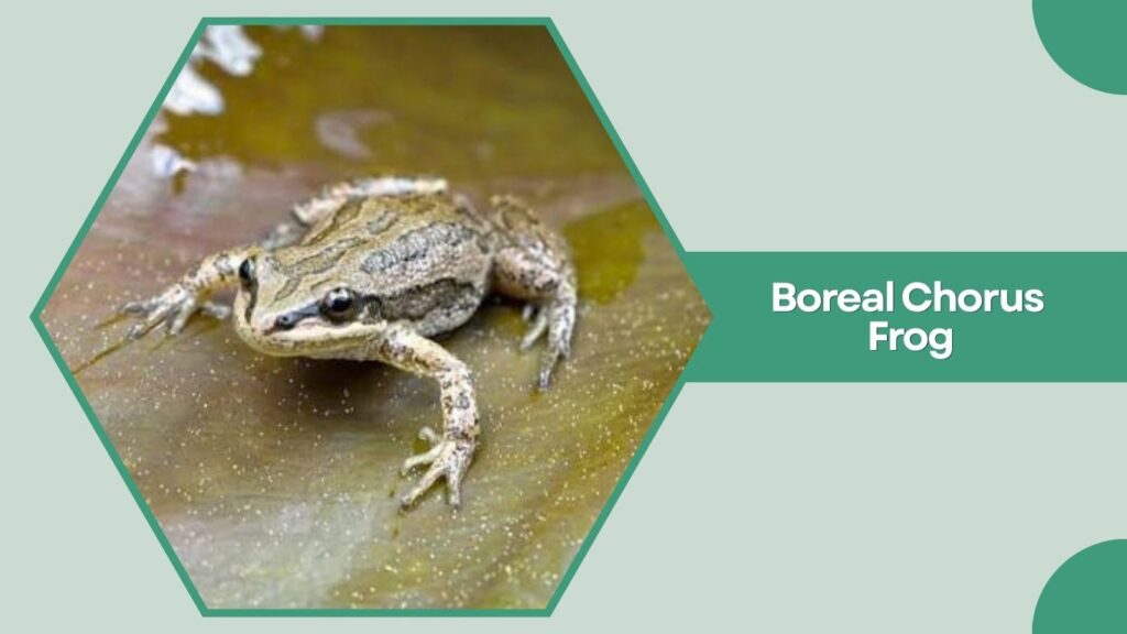 Boreal Chorus Frog