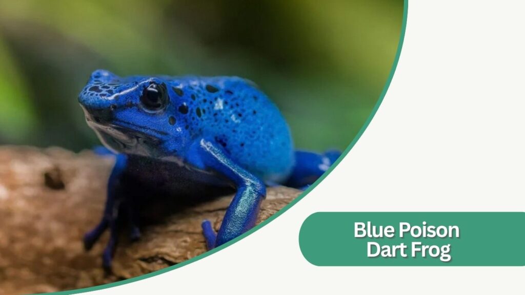 Blue Poison Dart Frog