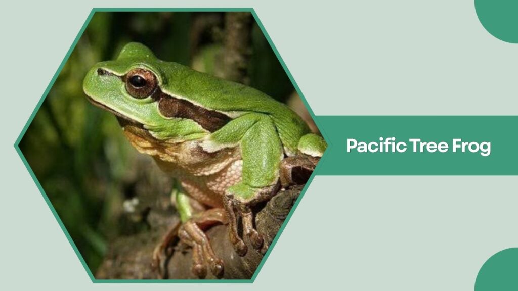 Pacific Tree Frog