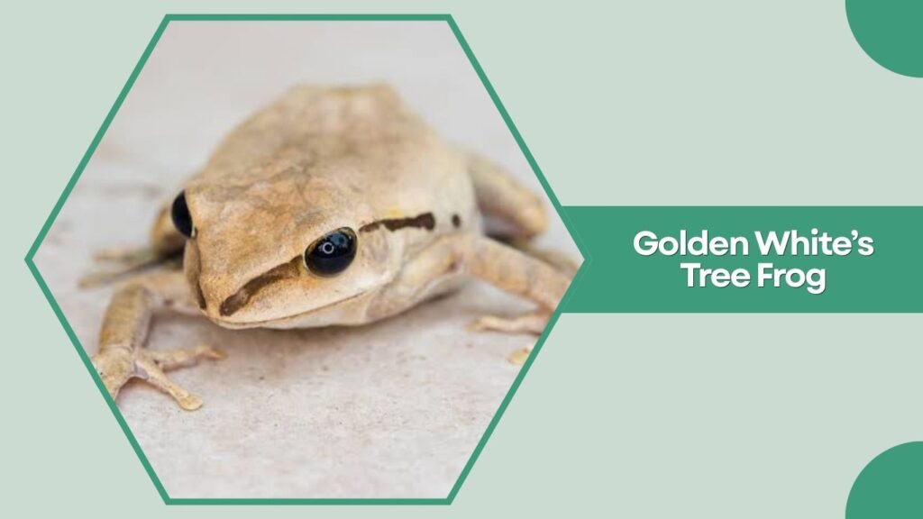 Golden White’s Tree Frog