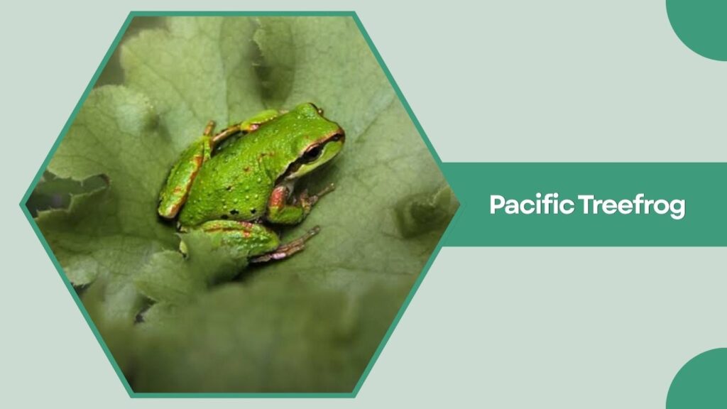 Pacific Treefrog
