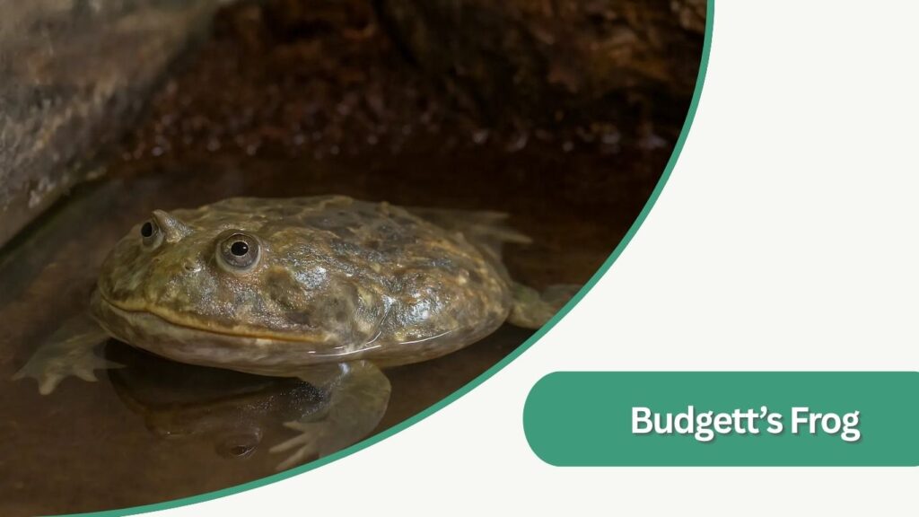 Budgett’s Frog