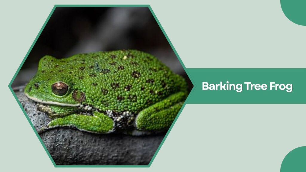 Barking Tree Frog