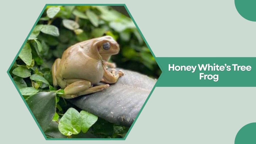 Honey White’s Tree Frog