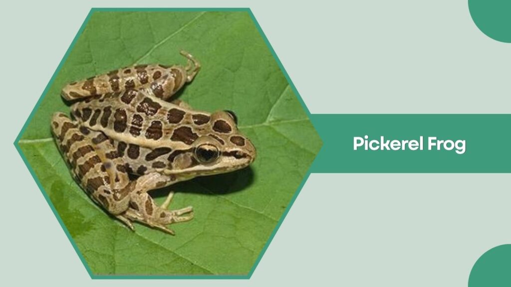 Pickerel Frog